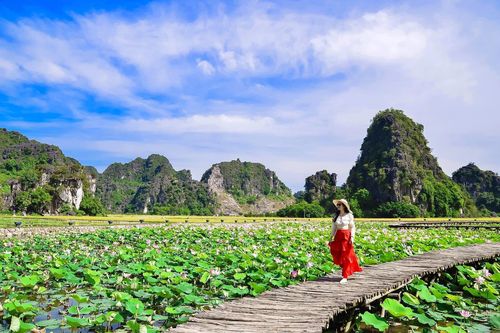 Đầm sen ở Hang Múa nở rộ, thiếu nữ đua nhau thả dáng