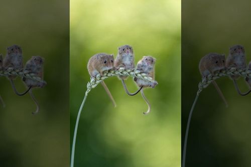 Ảnh đàn chuột đồng ngồi vắt vẻo trên cành lúa mì cực dễ thương