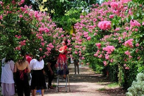 Mê mẩn với vẻ đẹp của con đường hoa tường vi ngay trong lòng Hà Nội