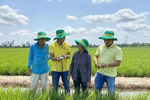 Đạm Cà Mau đồng hành cùng nhà nông vụ Hè Thu 2020