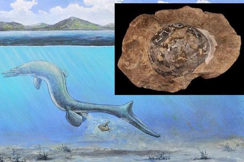 Phát hiện hóa thạch trứng 68 triệu năm tuổi, nghi của loài Thương long khổng lồ
