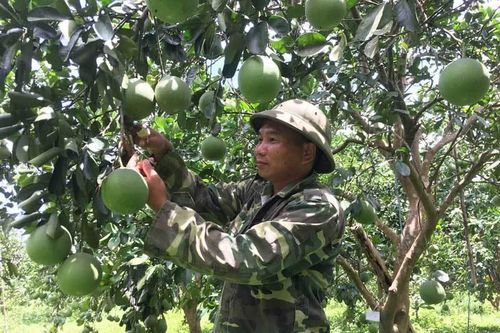Tỷ phú 15 vạn quả bưởi, cuộc đổi đời anh sinh viên bán kem dạo