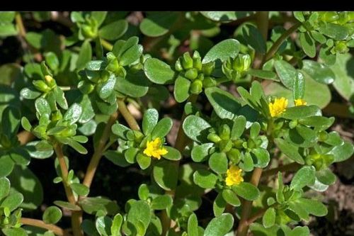 Trị rôm sảy an toàn cho trẻ nhỏ chỉ bằng nguyên liệu thiên nhiên