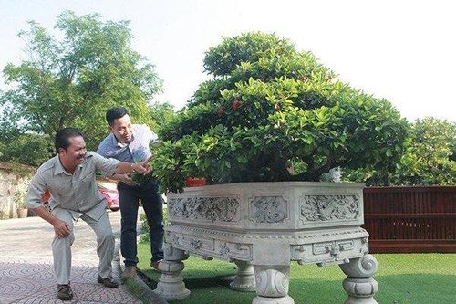 Đại gia nức tiếng Thái Nguyên chi trăm triệu mua loại cây quả đỏ chót, bé bằng đầu ngón tay