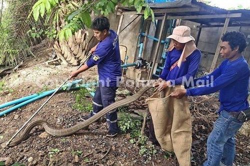 Clip: 'Chết đứng' khi chứng kiến rắn hổ mang chúa 4m kịch cắn trăn gấm ở vườn nhà