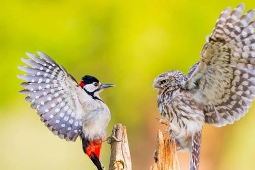 Ảnh đẹp: Chim cú quyết chiến với kẻ thù, vịt con làm bạn với chó