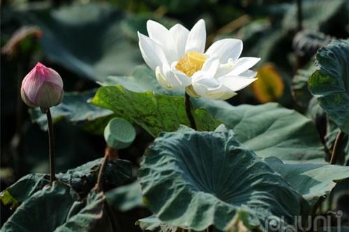 Dịu dàng mùa sen tháng 6