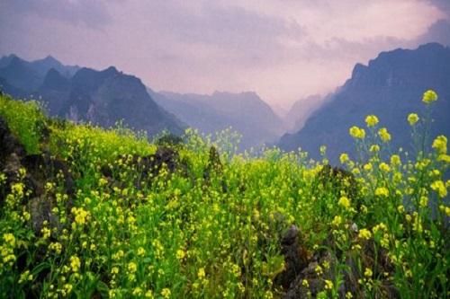 Những mùa hoa đẹp đến 'nhói tim' trên cao nguyên đá Hà Giang
