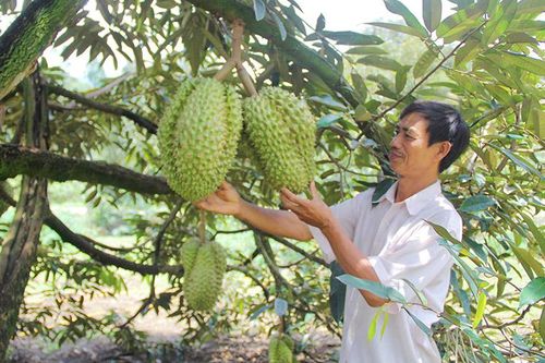 Nông nghiệp Đạ Huoai cho ''quả ngọt''