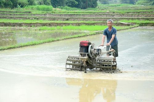Tuân thủ khung thời vụ, giống lúa trong sản xuất vụ mùa