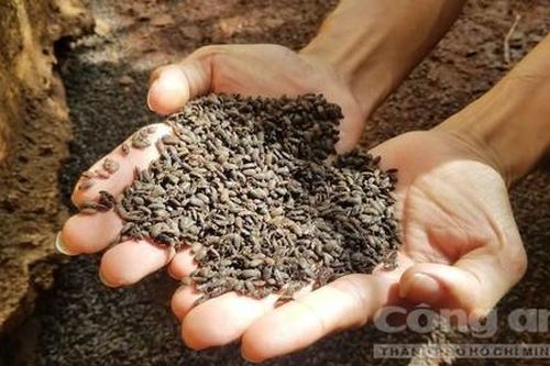 Bọ đầu đen 'tấn công' nhà dân, tiết ra mùi khó chịu