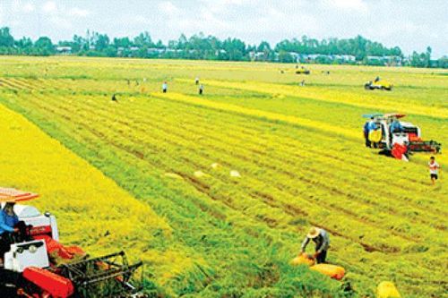 Sản lượng lúa cả nước đạt 20,2 triệu tấn