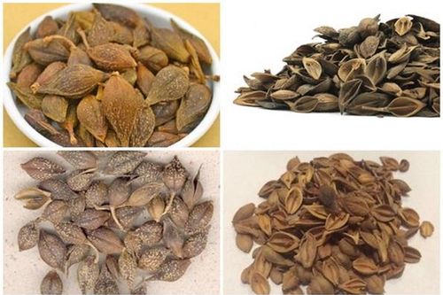 Đông y trị bệnh quai bị