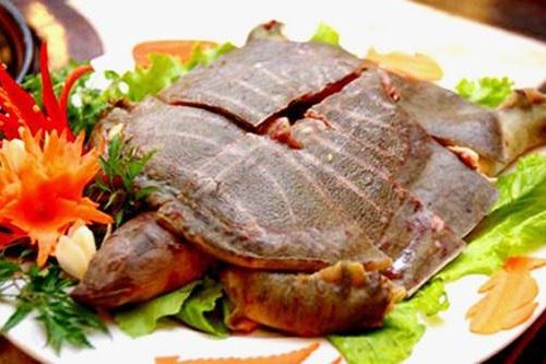 Suýt mất mạng sau khi ăn thịt ba ba