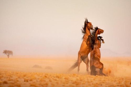 Những con ngựa hoang cuối cùng ở Namibia đối mặt tai họa