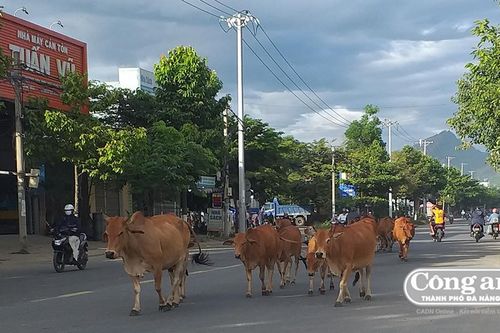 Bò 'xuống đường'!