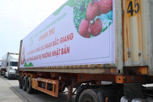 Trên 2 tấn vải thiều đầu tiên đã 'cập bến' thị trường Nhật Bản