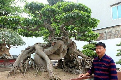 Chiêm ngưỡng cây sanh 'ngọa hổ tàng long' 30 tỷ đồng của đại gia Toàn đôla ở Phú Thọ