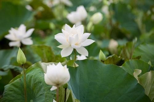 'Ngẩn ngơ' trước vẻ đẹp của đầm sen trắng tại Hà Nội