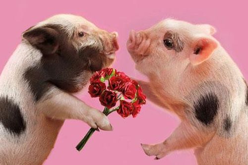 Ảnh đẹp: Lợn 'tặng hoa cho nhau'