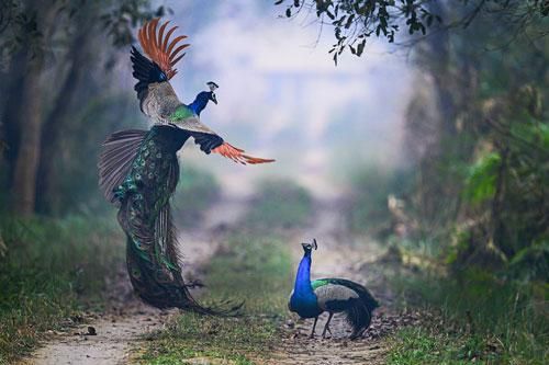 Ảnh động vật đẹp: Công đại chiến với đồng loại, kỳ đà 'trao nụ hôn'