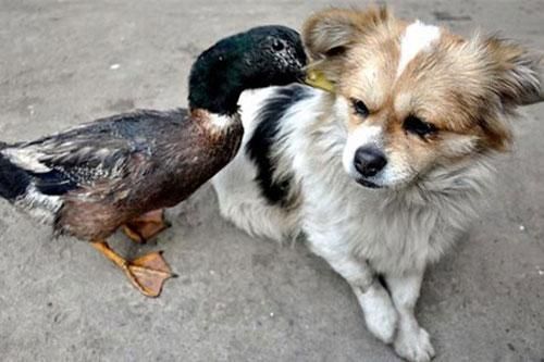 Ảnh đẹp: Vịt 'thì thầm' vào tai chó
