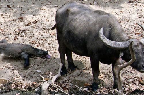 Xem cú đớp 'truyền độc' hạ trâu rừng của rồng komodo