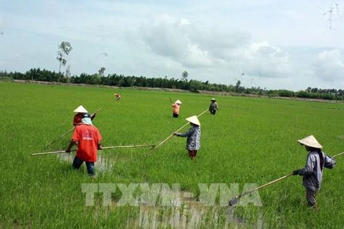 Hợp tác xã 'bắt tay' doanh nghiệp phát triển chuỗi giá trị lúa gạo
