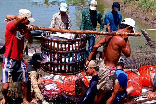 Giá cá tra trượt dốc - Không chỉ vì dịch COVID-19