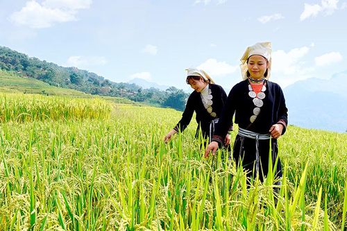 Mùa vàng Hồng Thái