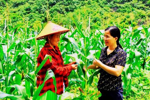 Về khu người Mông Lân Chiêu