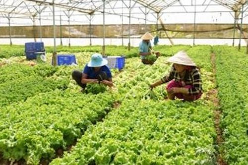 Nông dân Đà Lạt gặp khó vì giá rau, quả giảm