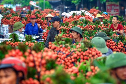 Hơn 2 tấn vải thiều đầu tiên đến Nhật Bản, chờ vào siêu thị