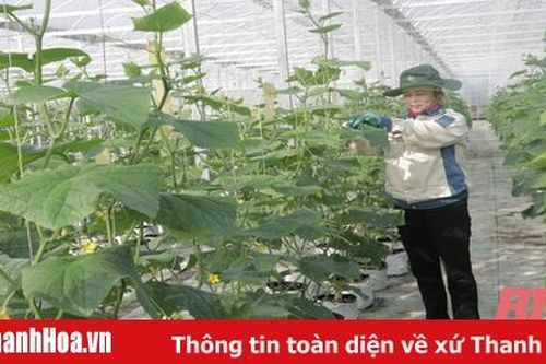 Hiệu quả công nghệ tưới nhỏ giọt trong sản xuất nông nghiệp