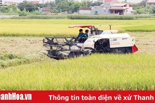 Hơn 4.700 ha lúa trong vụ đông xuân được liên kết sản xuất