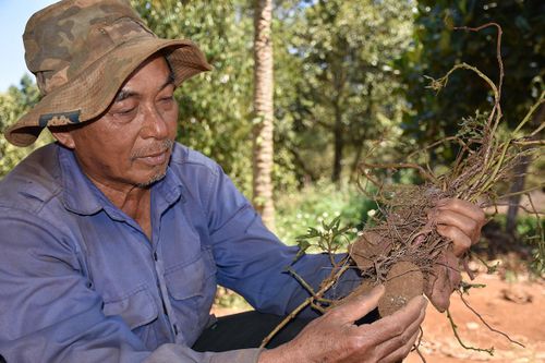 Xây dựng, phát triển nhãn hiệu cho sản phẩm chủ lực: Nâng cao sức cạnh tranh