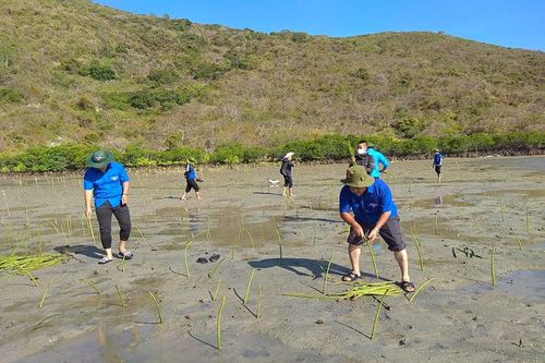 Thành đoàn Nha Trang: Trồng 20.000 cây đước tại Đầm Bấy