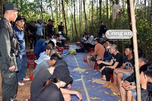 'Úp sọt' xới bạc trong rừng keo