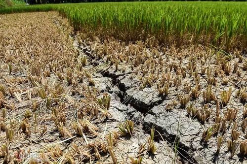 Nhiều bài học quý đúc kết sau đợt hạn mặn lịch sử
