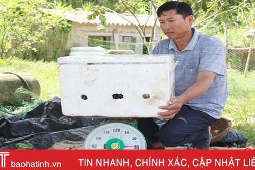 Bán giun quế qua facebook, nông dân Hà Tĩnh 'mỏi tay' đóng hàng trả khách