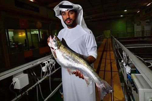 Khám phá mô hình làm trang trại cá hồi Đại Tây Dương trên sa mạc ở UAE