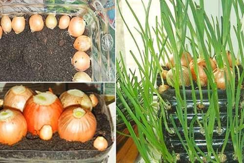 Mẹo trồng hành lá tại nhà, ăn quanh năm không hết