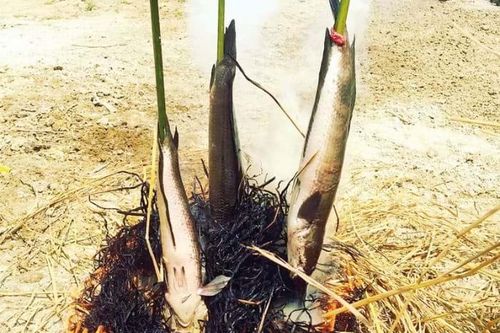 Một buổi cá lóc nướng trui