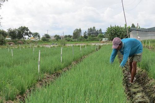 Hành lá tăng giá mạnh