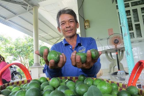 Chanh, ổi, mít... 'bén duyên' đất Thanh Mỹ
