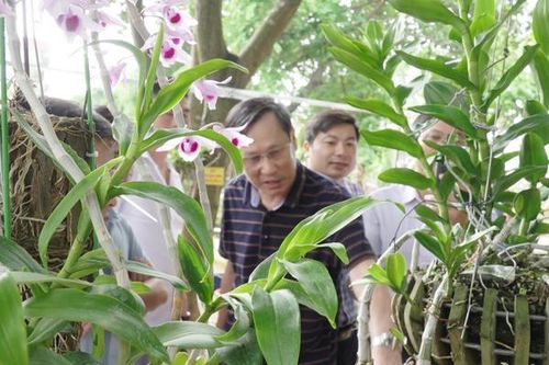 Thành phố Lào Cai triển lãm hoa phong lan lần thứ 2