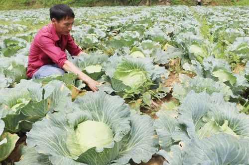 Trồng rau trái vụ: Cơ hội để nông dân Mường Khương thoát nghèo