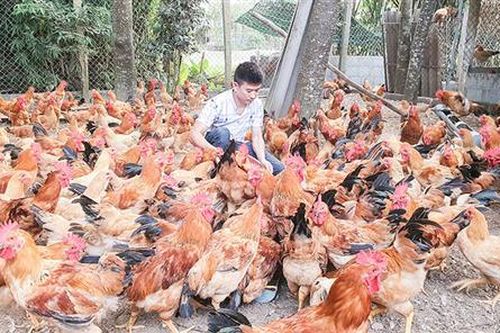 Thanh niên trẻ với quyết tâm xây dựng thương hiệu gà sạch