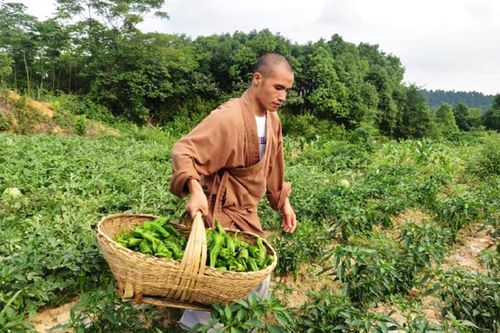 Nhà chùa chia sẻ thu hoạch vụ mùa với người dân