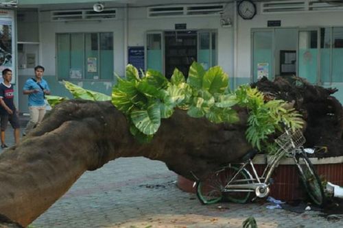 TP.HCM ban hành quy chế chăm sóc, quản lý cây xanh trong trường học